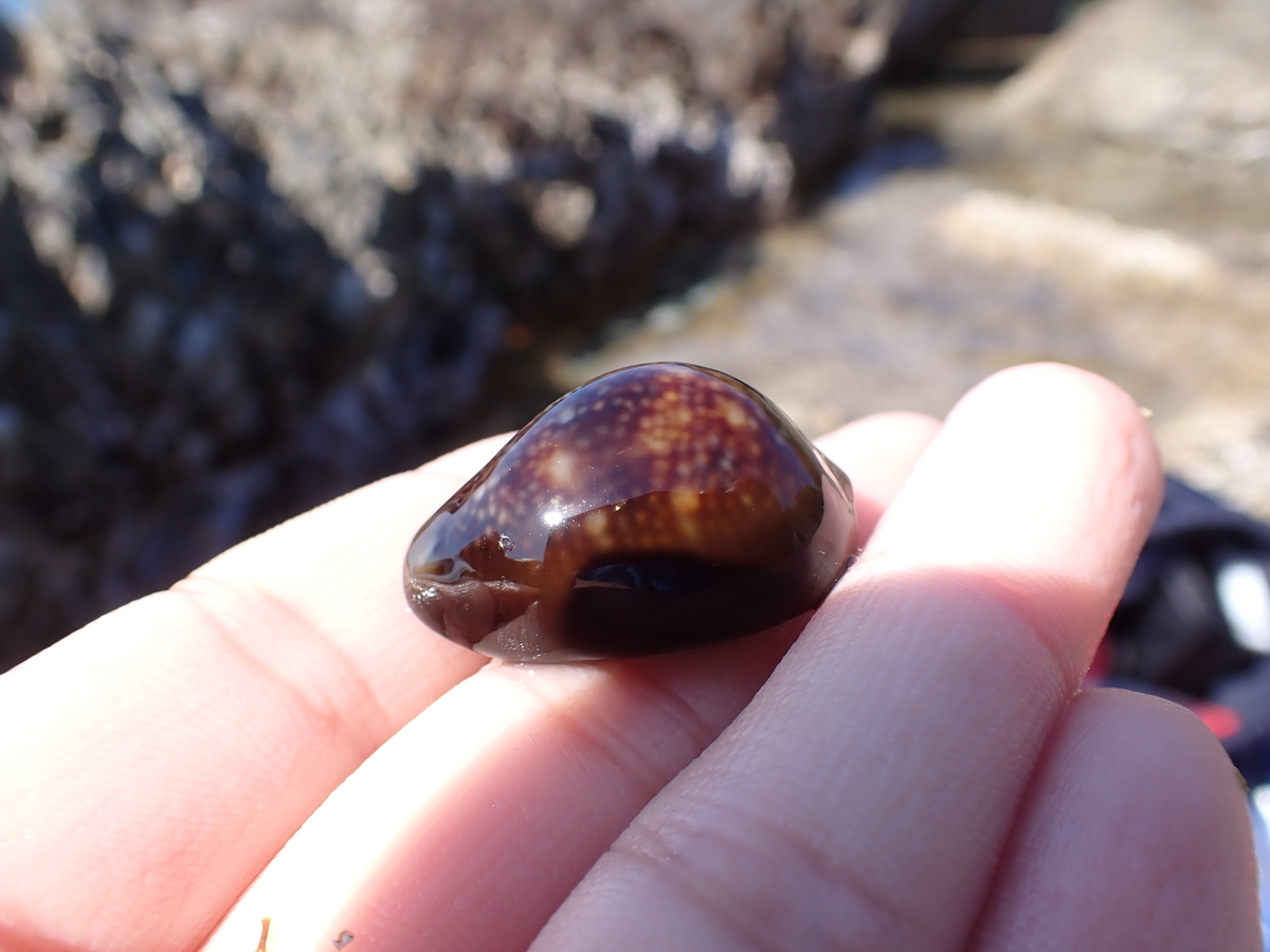 f:id:stagbeetlebeach:20200427131902j:plain