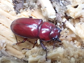 f:id:stagbeetlebeach:20210129031728j:plain