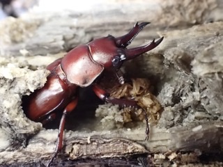 f:id:stagbeetlebeach:20210129031958j:plain