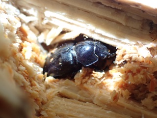 f:id:stagbeetlebeach:20210129032253j:plain