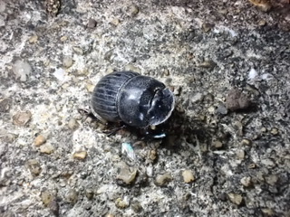 f:id:stagbeetlebeach:20210129032959j:plain