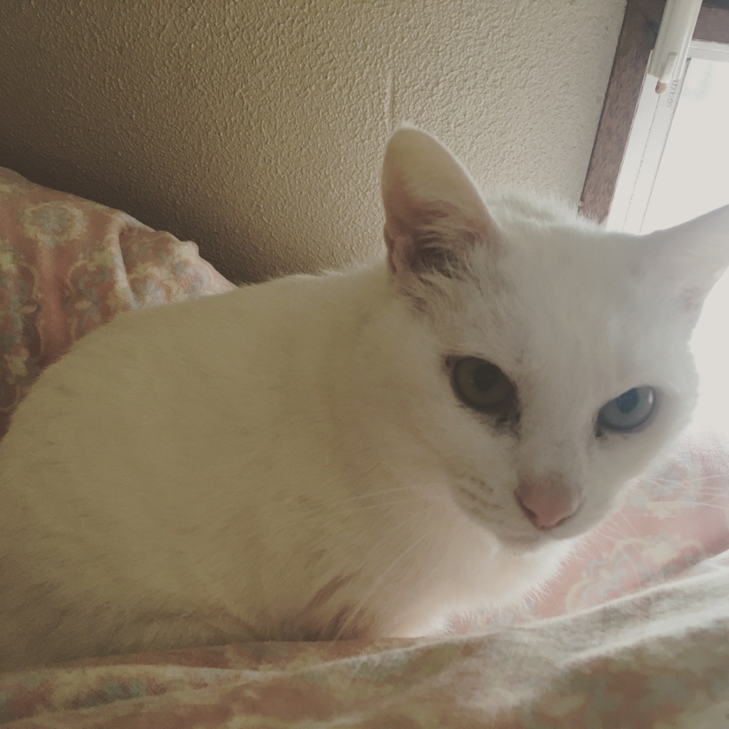 f:id:stagears777:20171122230433j:plain