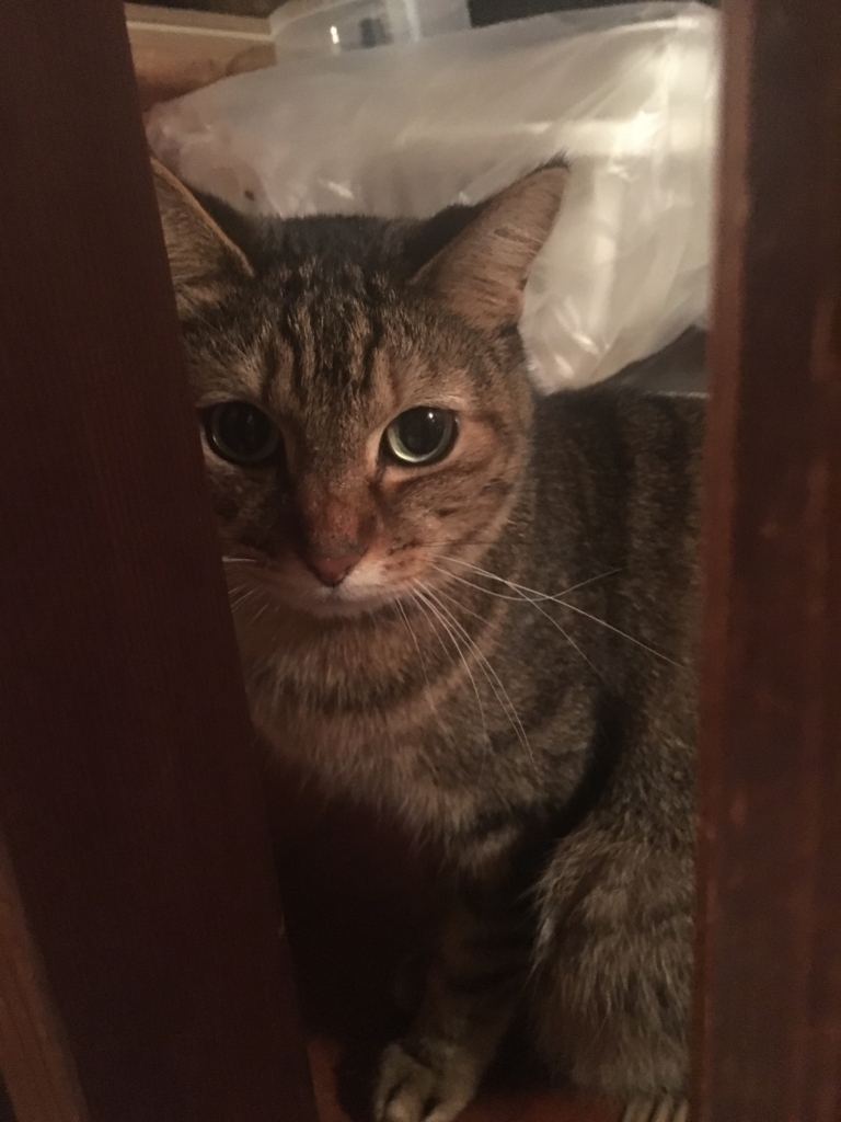 f:id:stagears777:20171122230449j:plain