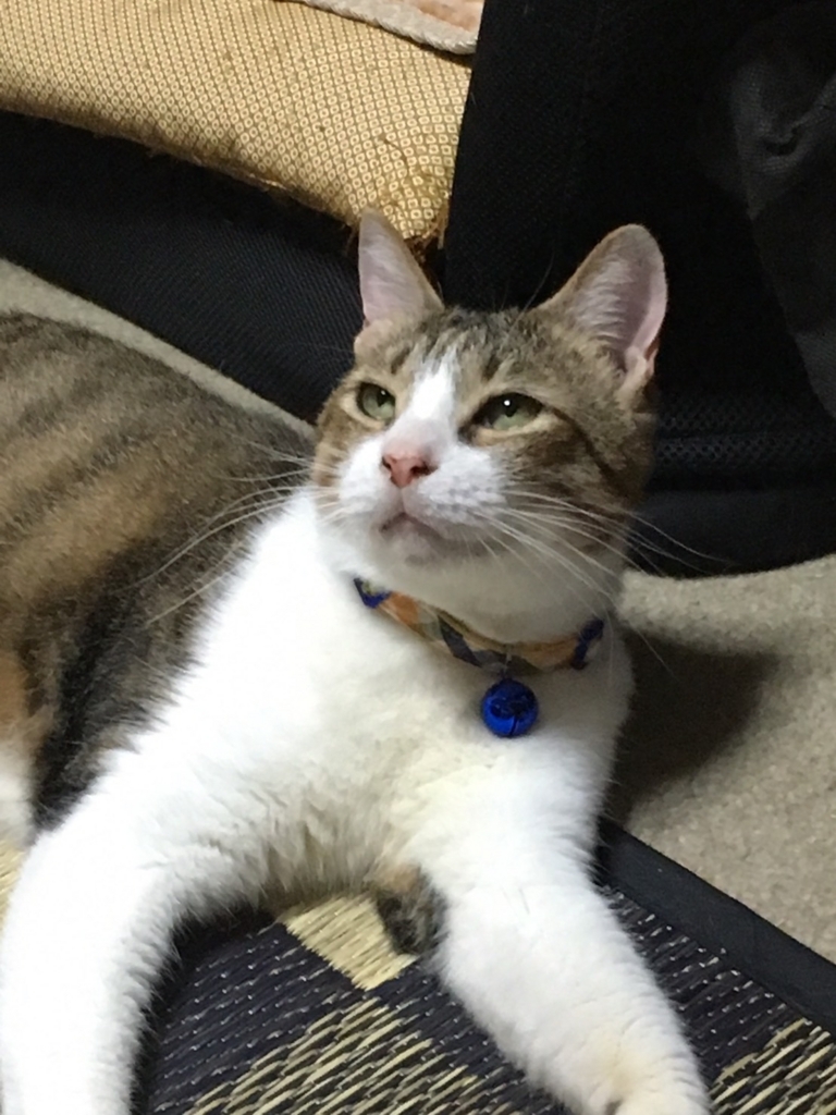 f:id:stagears777:20171122230458j:plain