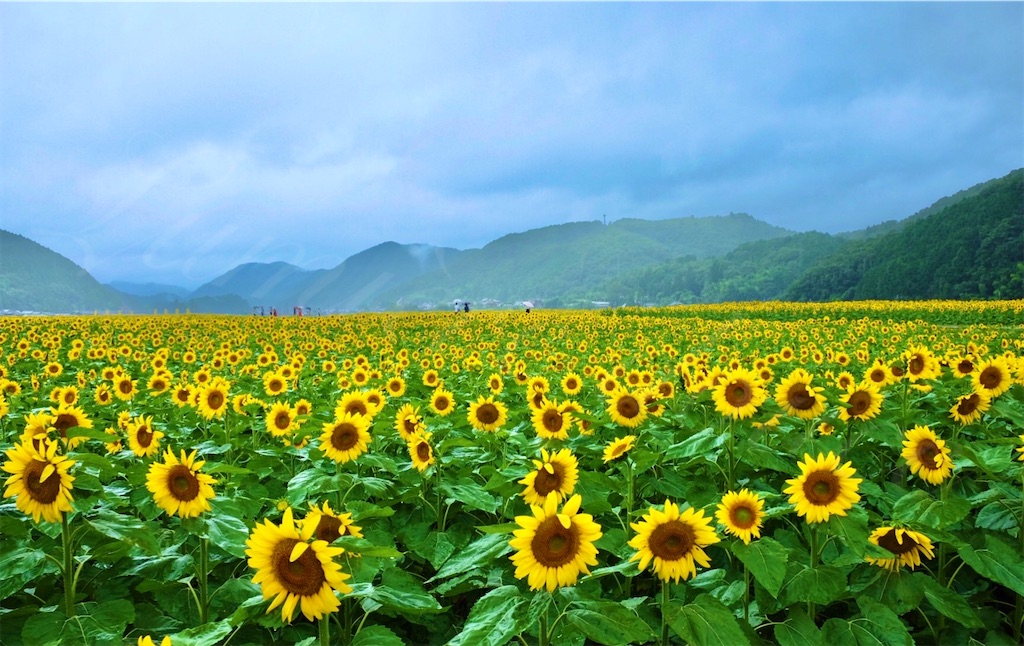 f:id:stagioNe:20200728111249j:image f:id:stagioNe:20200728111249j:image