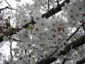 [桜]曇天だけど桜