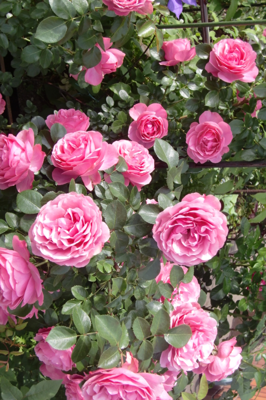 f:id:stancafe88:20080926040130j:image f:id:stancafe88:20080926040130j:image