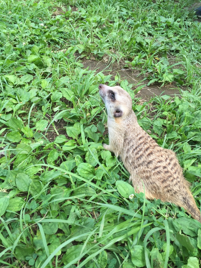 f:id:standaloneramenjiro:20160725234950j:plain