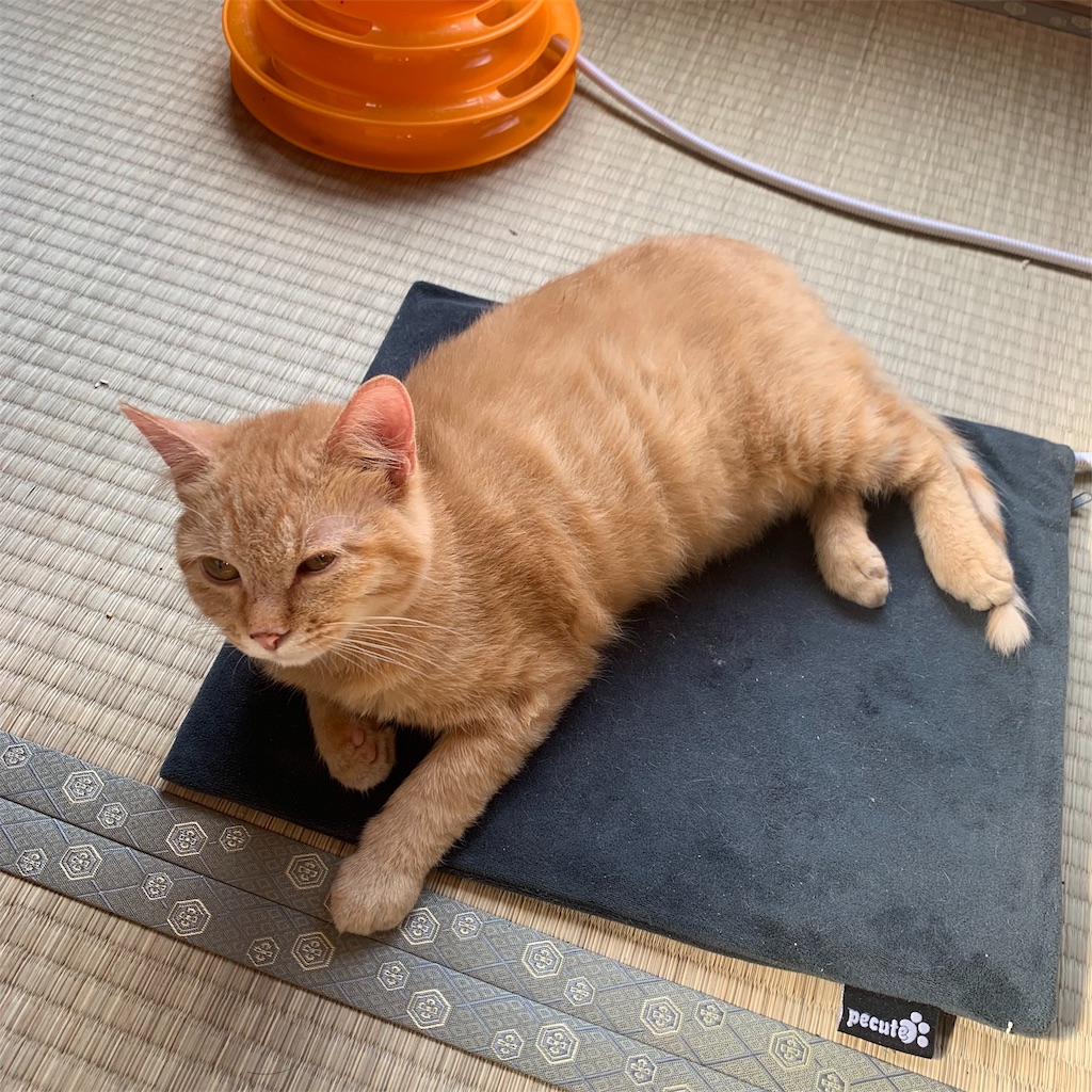 f:id:standaloneramenjiro:20190404215736j:image