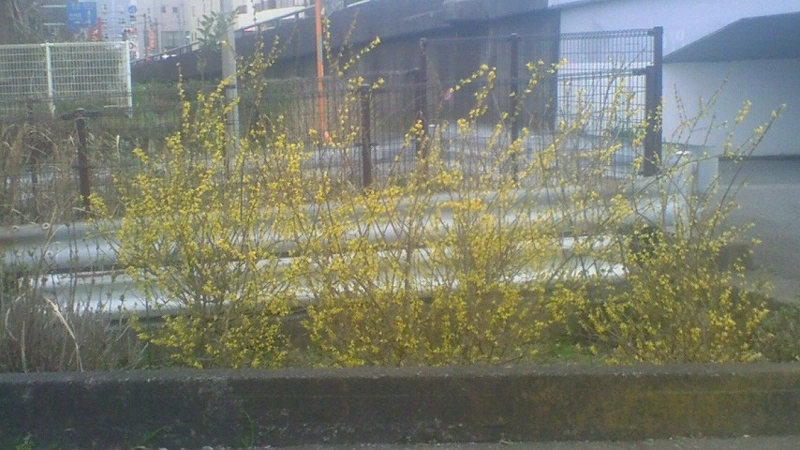 f:id:stantsiya_iriya:20160321010505j:image f:id:stantsiya_iriya:20160321010505j:image