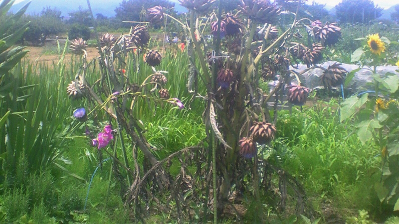 f:id:stantsiya_iriya:20160710115714j:image