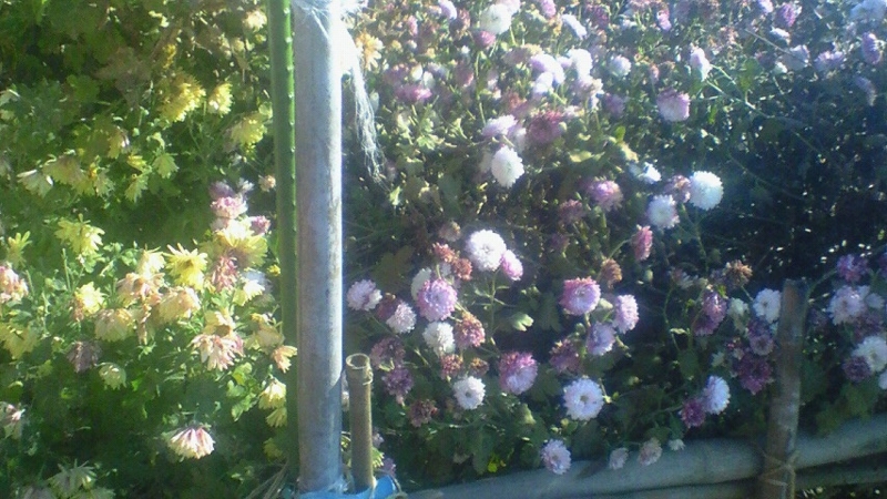 f:id:stantsiya_iriya:20161212164620j:image