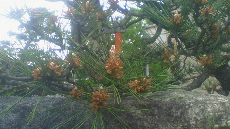 f:id:stantsiya_iriya:20170507214657j:image f:id:stantsiya_iriya:20170507214657j:image