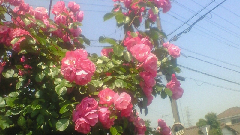 f:id:stantsiya_iriya:20170521121408j:image