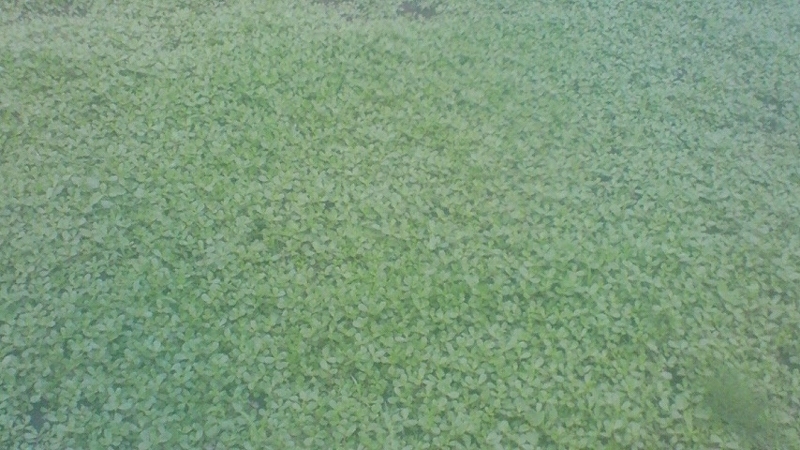 f:id:stantsiya_iriya:20170616210055j:image