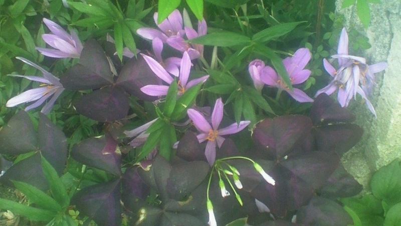 紫の花ニラ Stantsiya Iriya