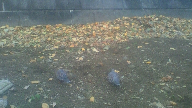 f:id:stantsiya_iriya:20171215201305j:image