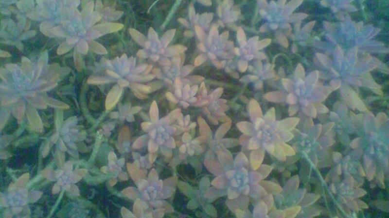 f:id:stantsiya_iriya:20180115193134j:image