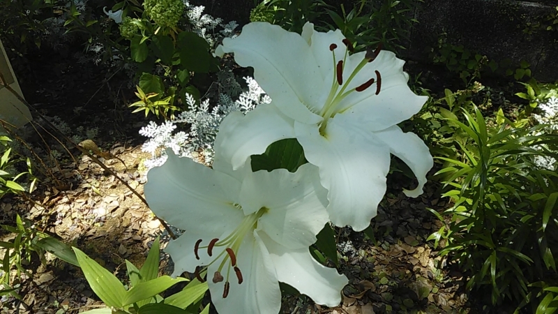 f:id:stantsiya_iriya:20180703100529j:image