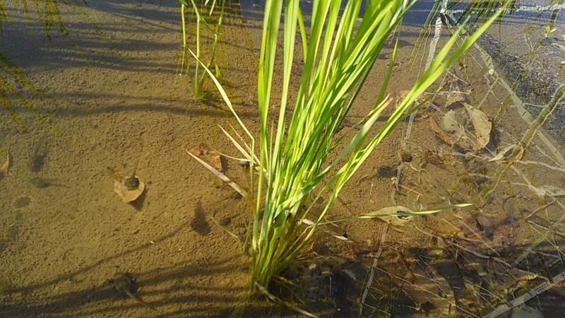 f:id:stantsiya_iriya:20180703100540j:image