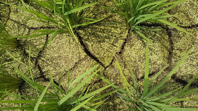 f:id:stantsiya_iriya:20180718220722j:image