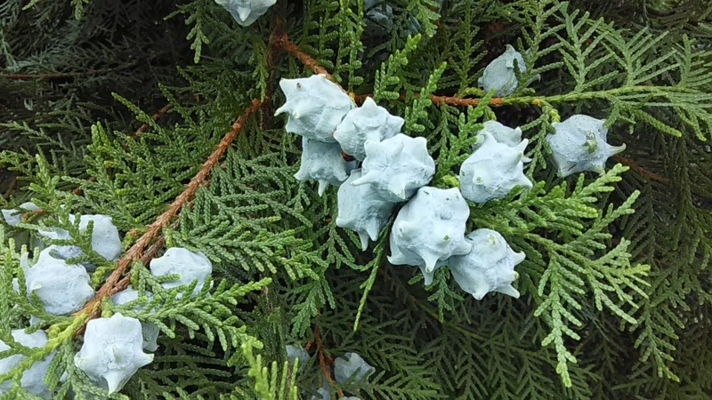 f:id:stantsiya_iriya:20180719054439j:image