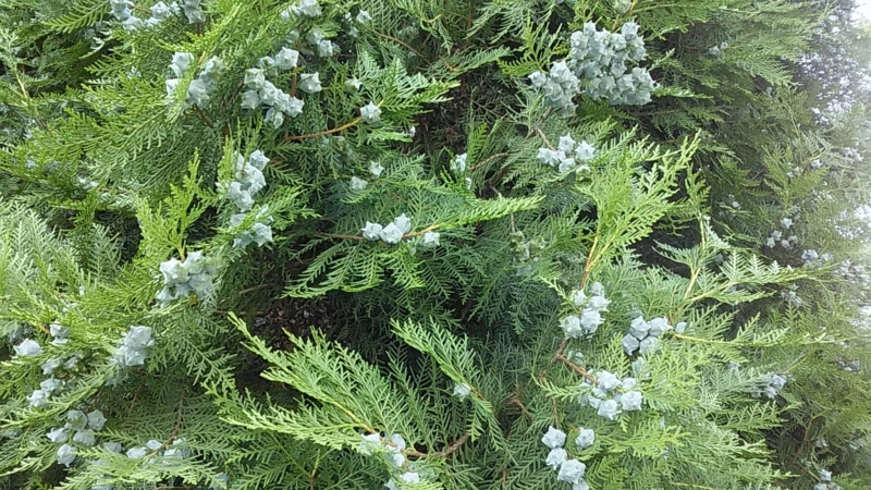 f:id:stantsiya_iriya:20180719054440j:image