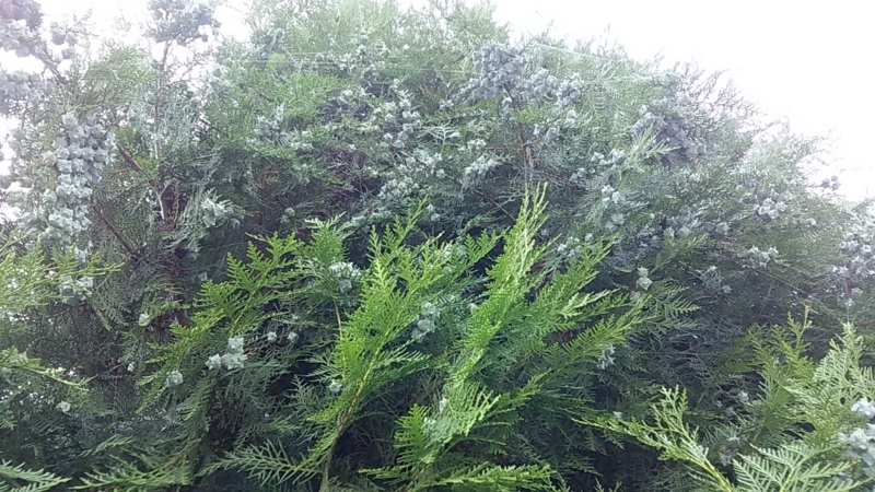 f:id:stantsiya_iriya:20180719054441j:image