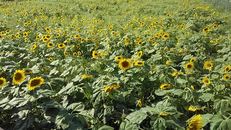 f:id:stantsiya_iriya:20180831205608j:image