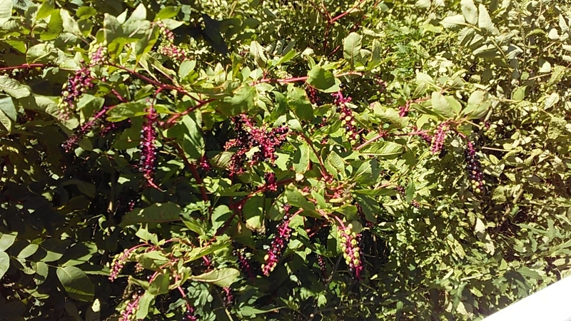 f:id:stantsiya_iriya:20180909180428j:image