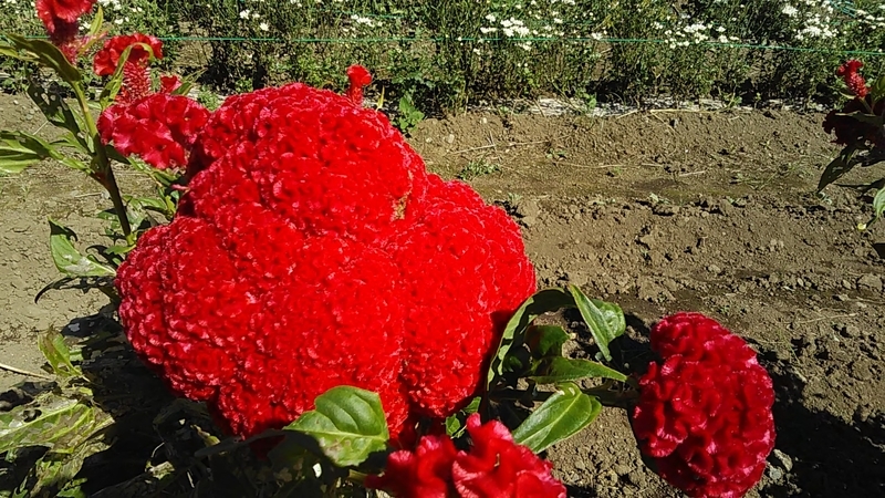 f:id:stantsiya_iriya:20180909180429j:image