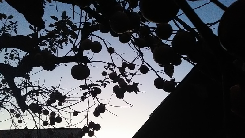 f:id:stantsiya_iriya:20181114210110j:image