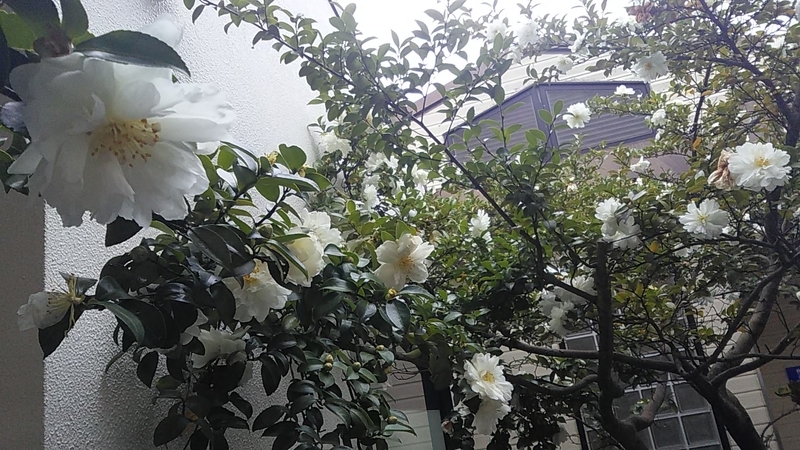 f:id:stantsiya_iriya:20181202180100j:plain