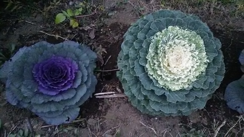 f:id:stantsiya_iriya:20181202180105j:plain