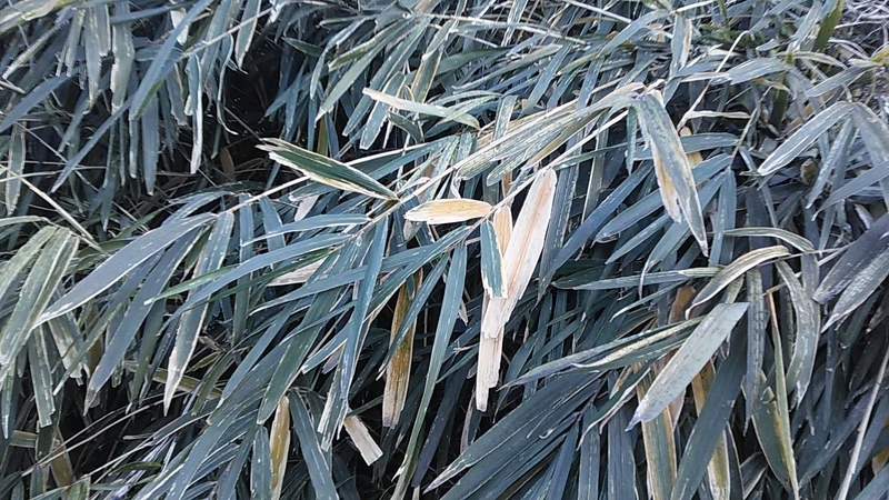 f:id:stantsiya_iriya:20190128184217j:plain f:id:stantsiya_iriya:20190128184217j:plain