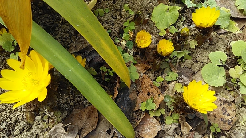 f:id:stantsiya_iriya:20190216180319j:plain f:id:stantsiya_iriya:20190216180319j:plain