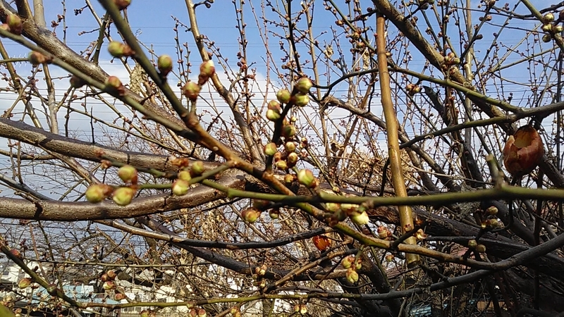 f:id:stantsiya_iriya:20190216180320j:plain f:id:stantsiya_iriya:20190216180320j:plain