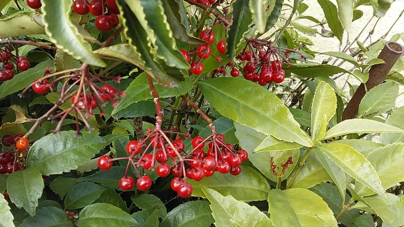 f:id:stantsiya_iriya:20190219150908j:plain f:id:stantsiya_iriya:20190219150908j:plain
