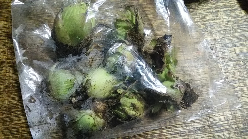 f:id:stantsiya_iriya:20190224221414j:plain f:id:stantsiya_iriya:20190224221414j:plain