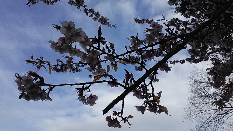 f:id:stantsiya_iriya:20190225223529j:plain f:id:stantsiya_iriya:20190225223529j:plain