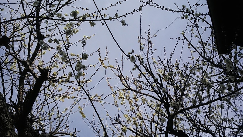 f:id:stantsiya_iriya:20190225223546j:plain f:id:stantsiya_iriya:20190225223546j:plain