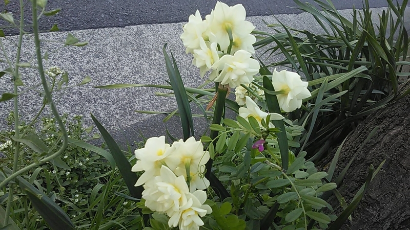 f:id:stantsiya_iriya:20190322211208j:plain f:id:stantsiya_iriya:20190322211208j:plain