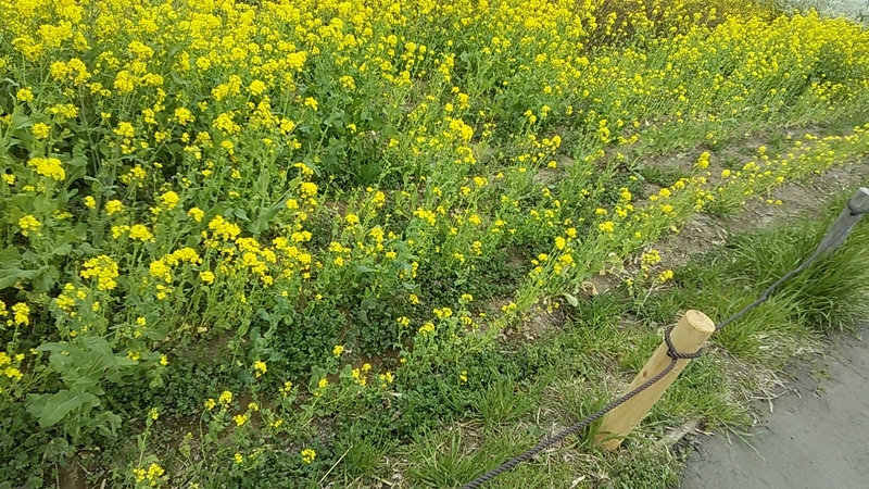 f:id:stantsiya_iriya:20190322211210j:plain f:id:stantsiya_iriya:20190322211210j:plain