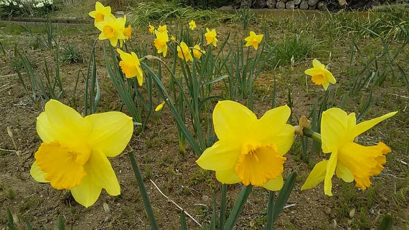 f:id:stantsiya_iriya:20190325201048j:plain f:id:stantsiya_iriya:20190325201048j:plain