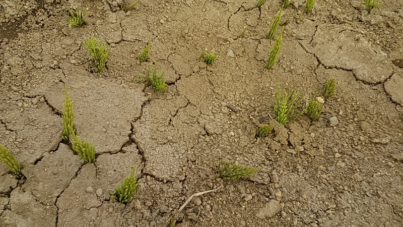 f:id:stantsiya_iriya:20190325215846j:plain