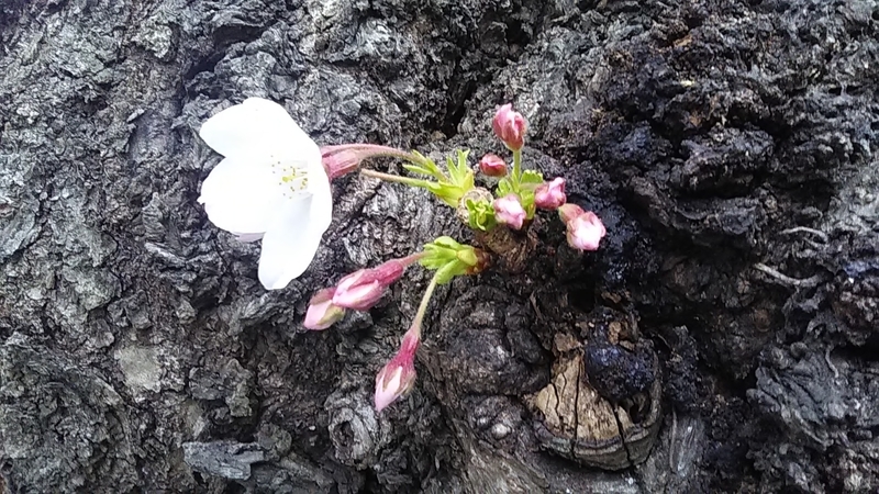 f:id:stantsiya_iriya:20190331174223j:plain f:id:stantsiya_iriya:20190331174223j:plain