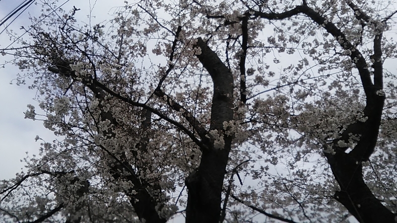 f:id:stantsiya_iriya:20190331174247j:plain f:id:stantsiya_iriya:20190331174247j:plain