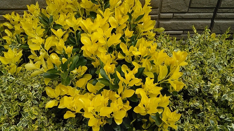 f:id:stantsiya_iriya:20190331174248j:plain f:id:stantsiya_iriya:20190331174248j:plain