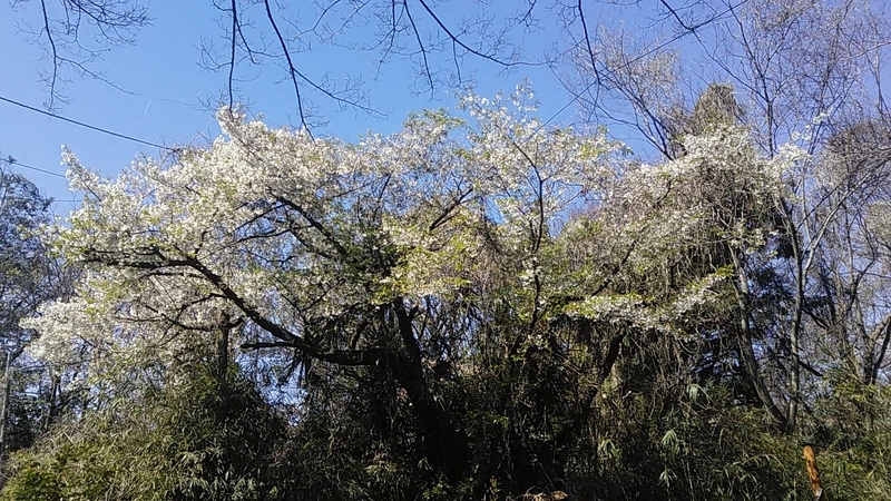 f:id:stantsiya_iriya:20190402224451j:plain f:id:stantsiya_iriya:20190402224451j:plain