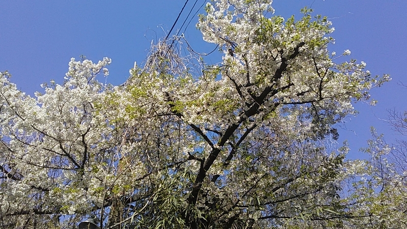 f:id:stantsiya_iriya:20190402224452j:plain f:id:stantsiya_iriya:20190402224452j:plain